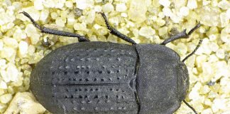 Медляк песчаный: беда огородников