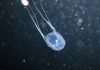 Медуза ируканджи — ядовитое морское существо