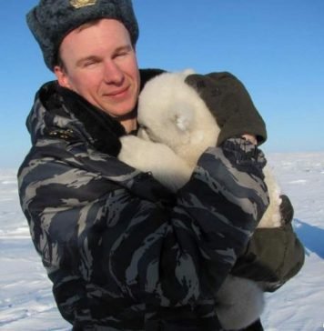 Российский «Медвежий патруль» помогает спасти маленького белого медведя