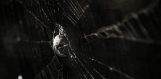 Легенды о животных: мифы о пауках из Японии и Африки