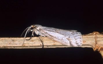 Минирующая моль – опасный вредитель овощей, фруктов и цветов