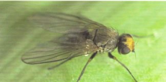 Минирующие мухи – небольшие, но очень прожорливые насекомые