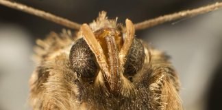 Моль – небольшая бабочка, внушающая большой страх