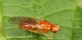 Морковная муха – злейший враг моркови