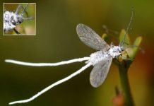 Мучнистые червецы: беда для комнатных растений