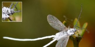 Мучнистые червецы: беда для комнатных растений