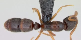 Муравей понера: особенности образа жизни и развития