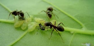 Муравьи и тля: взаимодействие друг с другом