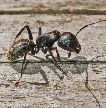 Муравьи-убийцы: вымысел или правда?