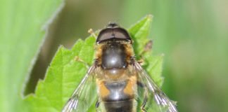 Муравьиные журчалки – мухи, живущие в муравейниках