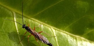 Насекомые наездники. Их забота о потомстве