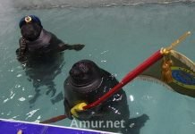 Как иркутские нерпы поздравляли ветеранов с Праздником Победы