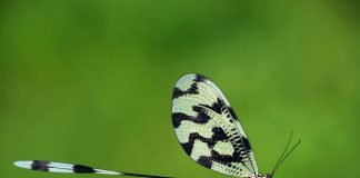 Нитекрылка – насекомое-цветок