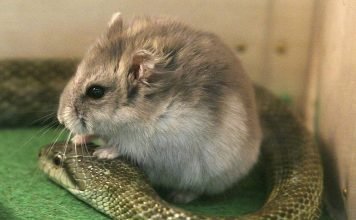 Змея и хомячок