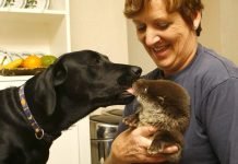 Странная дружба выдры и собаки