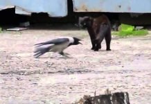 Котенок и ворон