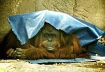 В Аргентине появились нечеловеческие личности