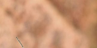 Орехотворка — поставщик чернил