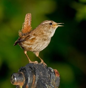 Орешек, который не растет на дереве