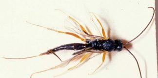 Кто такие осы-наездники, и почему их так назвали?