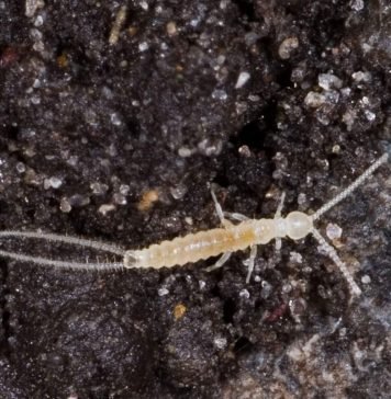 Падура или вилохвостка