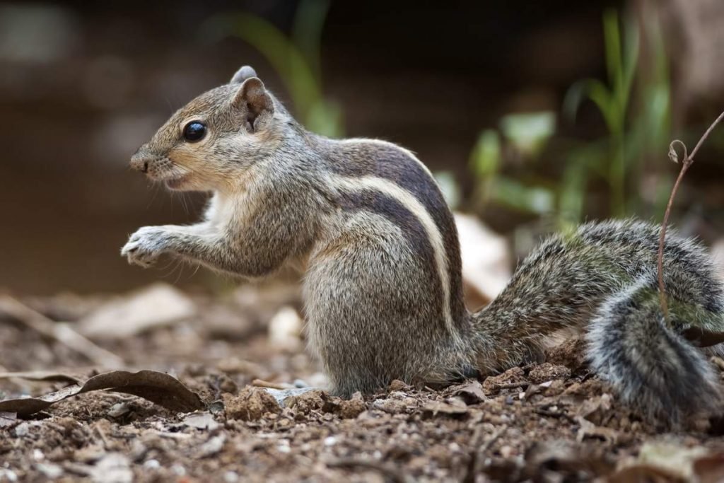 Пальмовая белка (Funambulus palmarum).