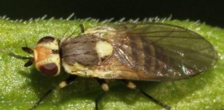 Пасленовый минер или томатный листовой минер