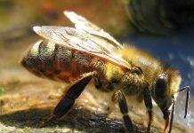 Пчелы-работницы — те, от кого зависит жизнь всей колонии