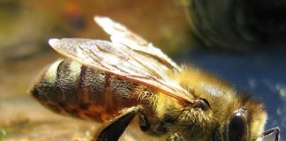 Пчелы-работницы — те, от кого зависит жизнь всей колонии