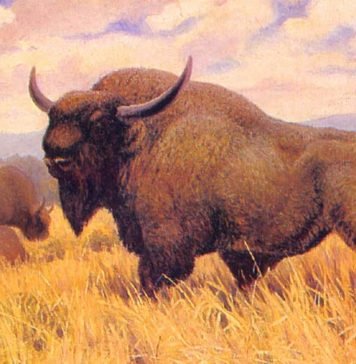 Пенсильванский бизон. Куда исчез этот великан?