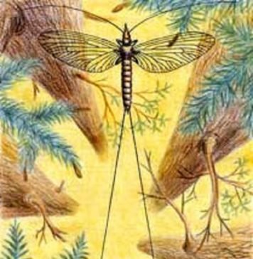 Пермотемидии – древние насекомые