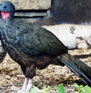 Пернатая Пенелопа: описание, фото и видео птицы