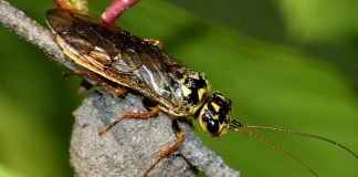 Пилильщик-ткач. Приобщены ли эти насекомые к ремеслу?