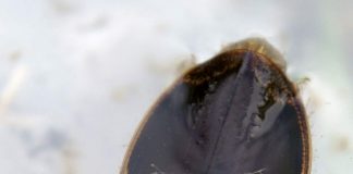 Плавунец окаймленный. Все о жизни водяного жука