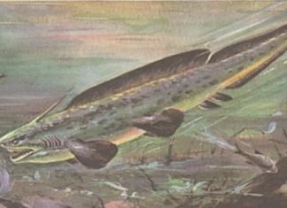 Плевракант – акула из глубины времен