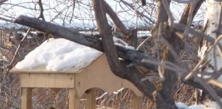 Животные зимой: как пережить холода?