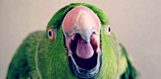 Птичья агрессия и как с ней бороться