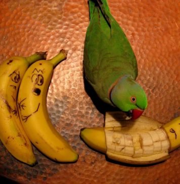 Поведение птиц: как его понять?