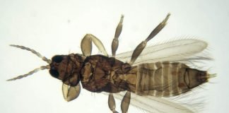 Пшеничный трипс – опасный враг пшеницы