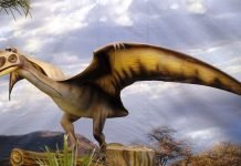 Птеродактилоиды – первые покорители воздушного пространства