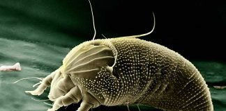 Пухоеды: экстремальные парикмахеры для животных