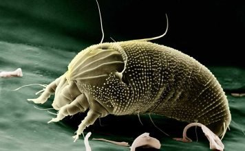 Пухоеды: экстремальные парикмахеры для животных