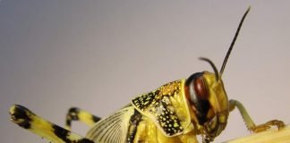 Пустынная, или африканская саранча: скачущее бедствие