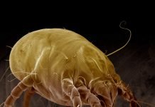 Все о пылевых клещах: как обезопасить свой дом от паразитов?