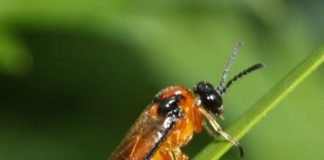 Рапсовый пилильщик – насекомое, причиняющее огромные убытки