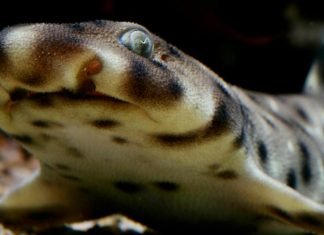 Раздувающаяся головастая акула Кука. Фото, описание хищницы.