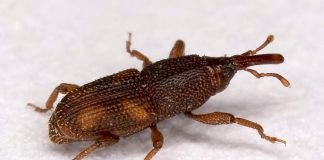Рисовый долгоносик – вредитель риса и зерновых культур