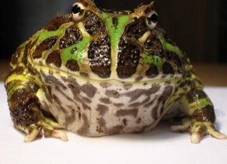Украшенная рогатка, она же – итанния: лягушка с рожками