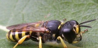 Кто такие роющие осы?