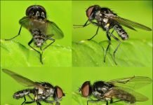 Ростковая муха – опасное для сельского хозяйства насекомое